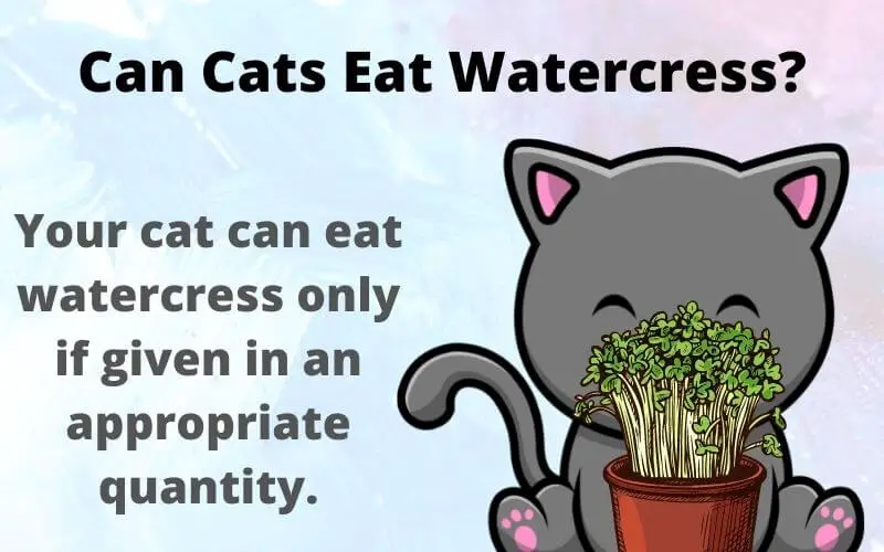 Can Cats Eat Watercress