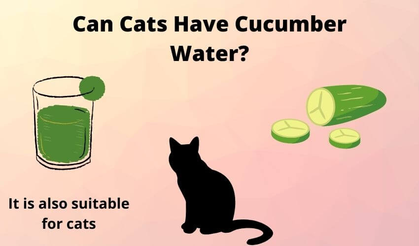 Can Cats Have Cucumber Water