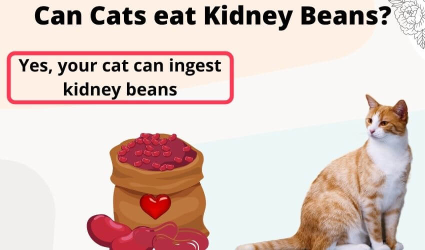 Can Cats eat Kidney Beans