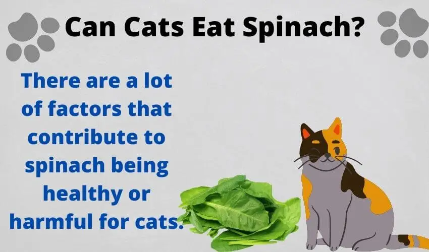 Can Cats eat spinach