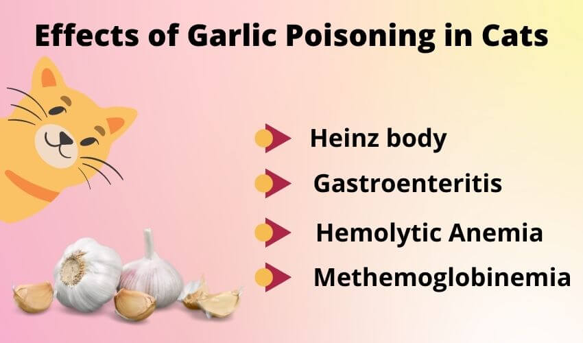 Effects of Garlic Poisoning in Cats