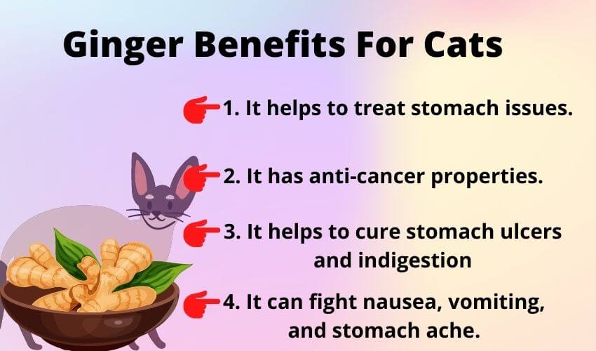 Ginger benefits for cats