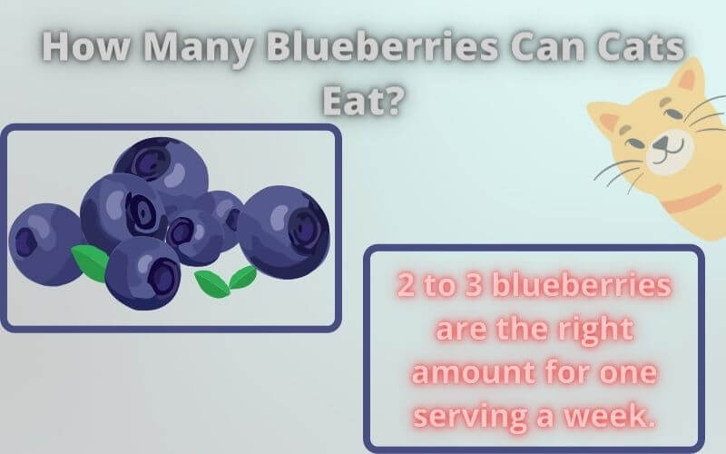 How Many Blueberries Can Cats Eat