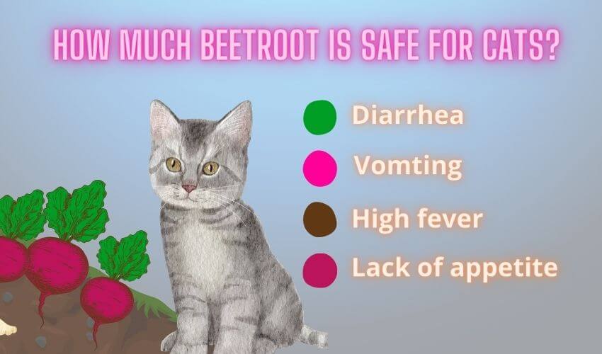 How much beetroot is safe for cats
