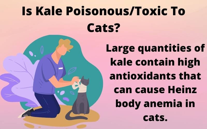 Is Kale Poisonous/Toxic To Cats