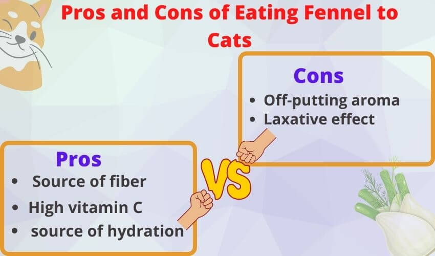 Pros and Cons of Eating Fennel to Cats