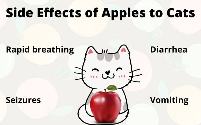 Side Effects of Apples to Cats