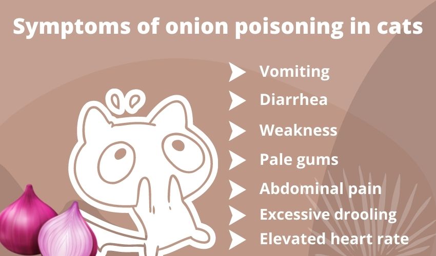 Symptoms of onion poisoning in cats