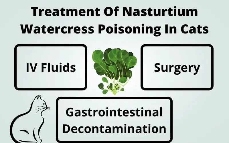 Treatment Of Nasturtium Watercress Poisoning In Cats