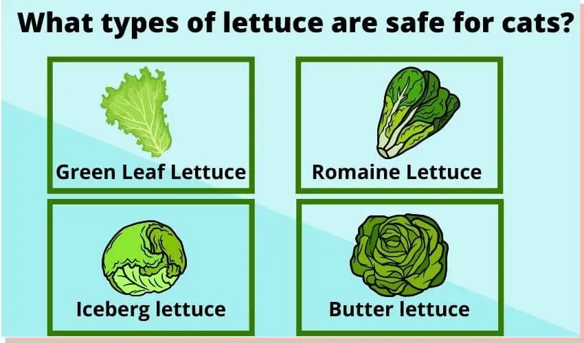 What types of lettuce are safe for cats