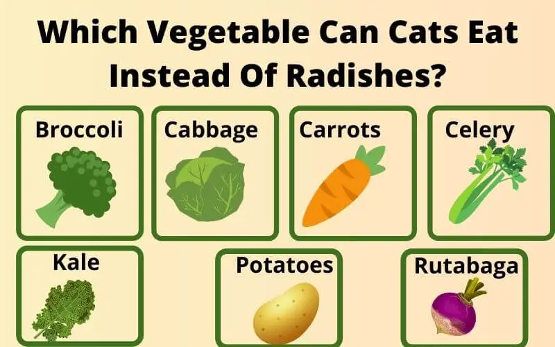 Which Vegetable Can Cats Eat Instead Of Radishes