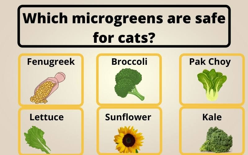 Which microgreens are safe for cats?