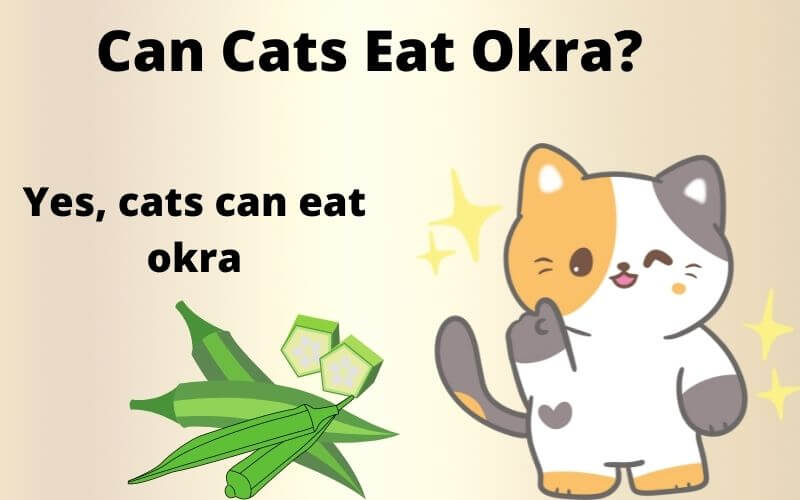 Can Cats Eat Okra