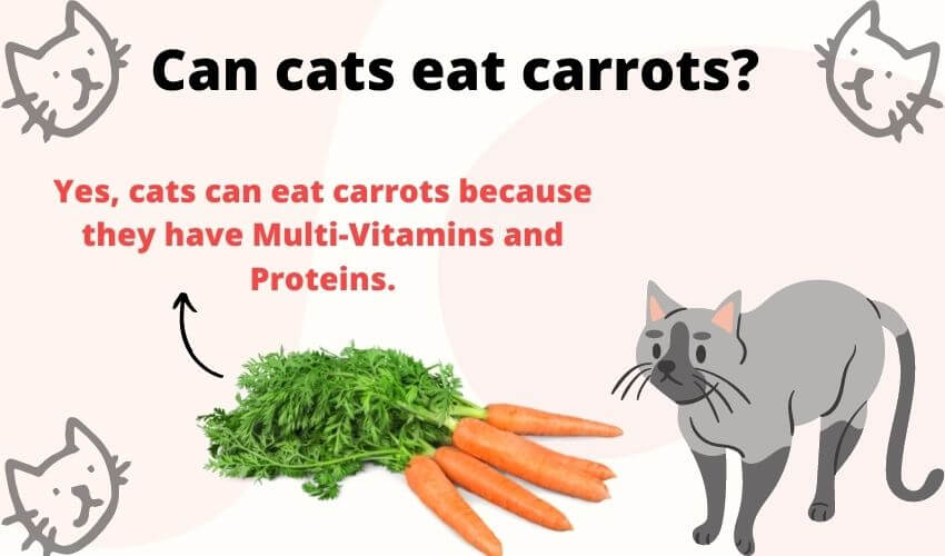 Can Cats Eat Carrots