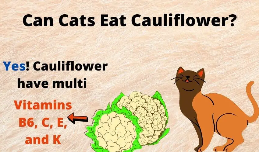 Can Cats Eat Cauliflower