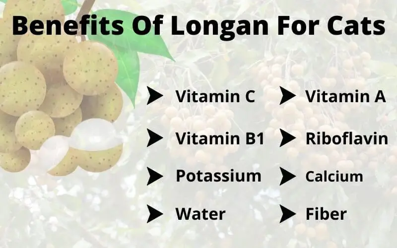 Benefits Of Longan For Cats