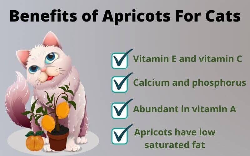 Benefits of Apricots For Cats