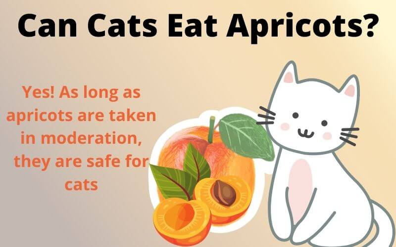 Can Cats Eat Apricots