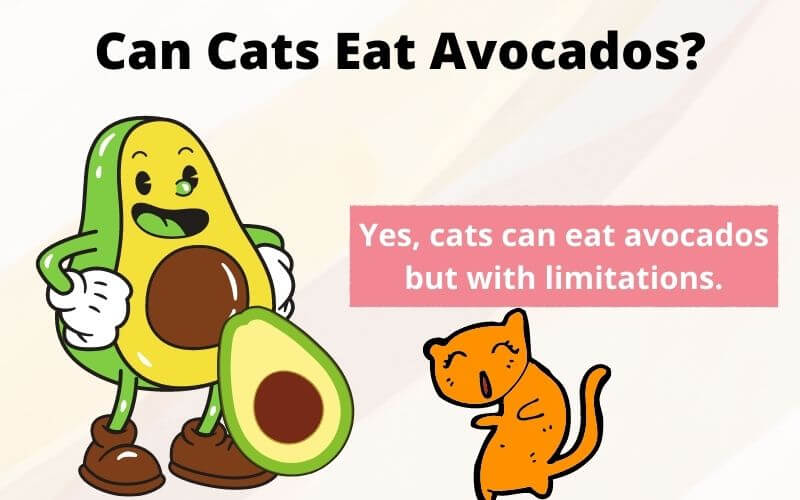 Can Cats Eat Avocados