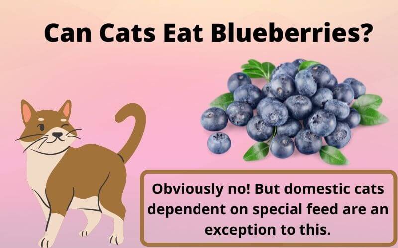 Can Cats Eat Blueberries