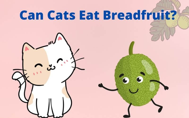 Can Cats Eat Breadfruit