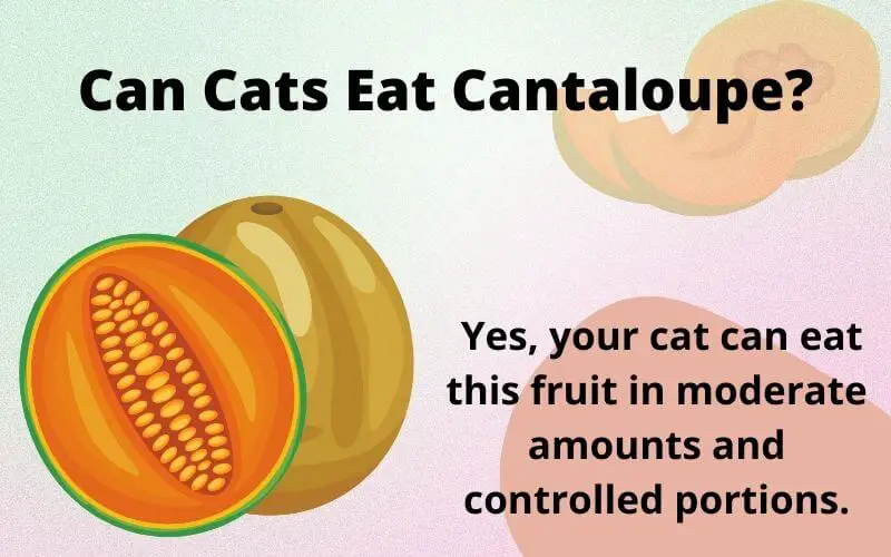 Can Cats Eat Cantaloupe