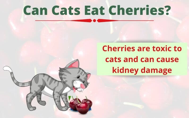 Can Cats Eat Cherries