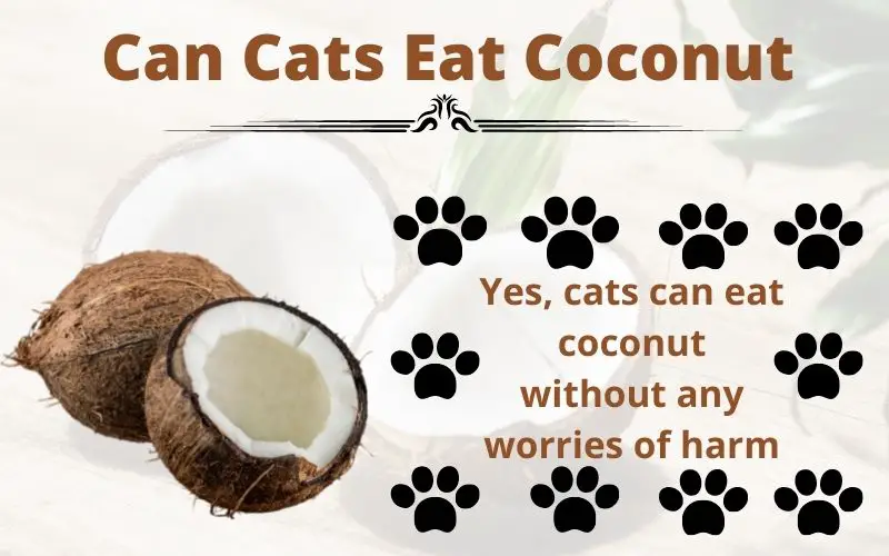 Can cats eat coconut