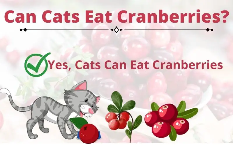 Can Cats Eat Cranberries