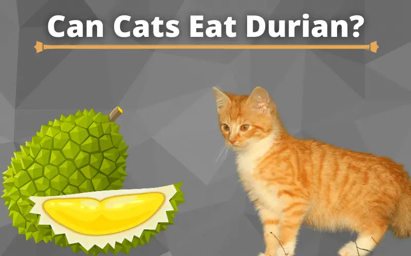 Can Cats Eat Durian