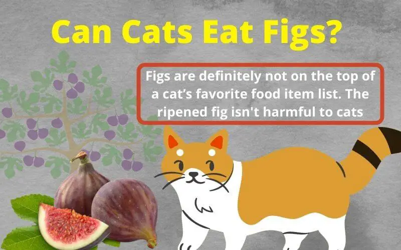 Can Cats Eat Figs