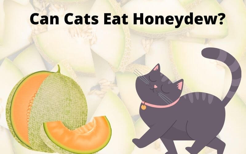 Can Cats Eat Honeydew