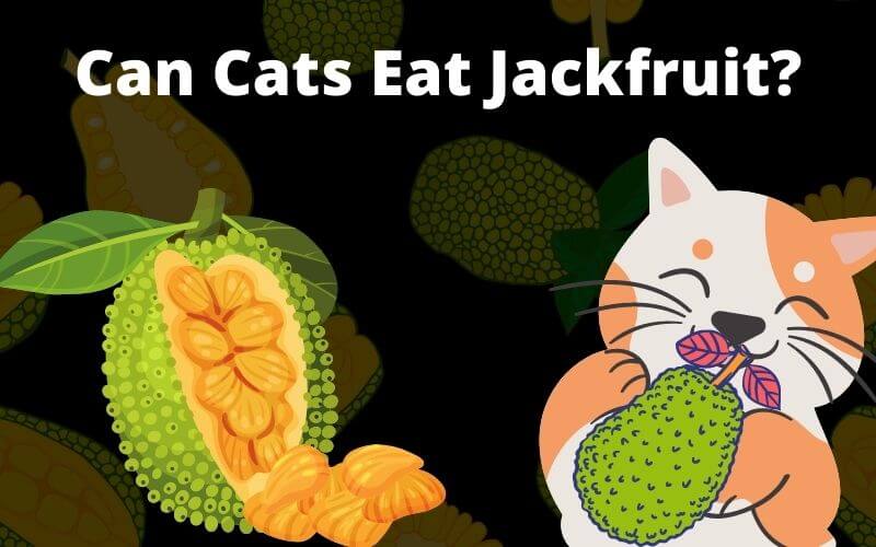 Can Cats Eat Jackfruit