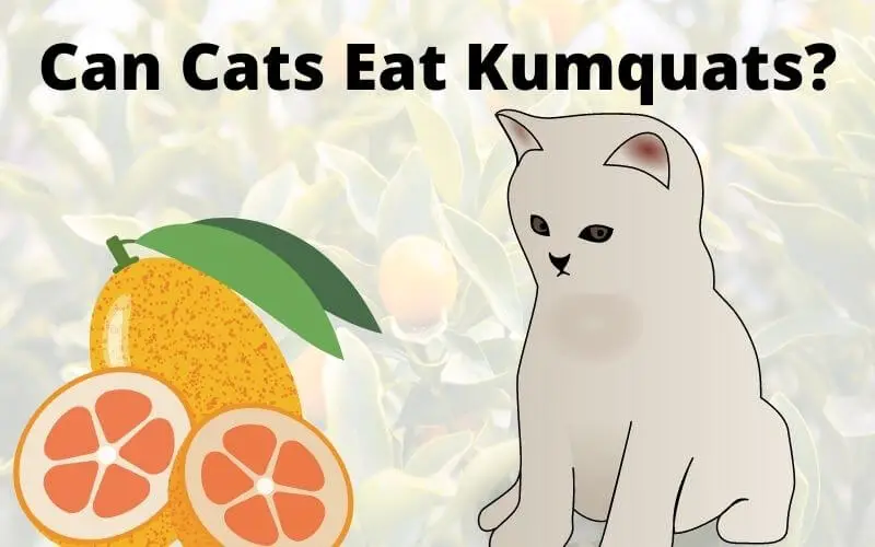 Can Cats Eat Kumquats