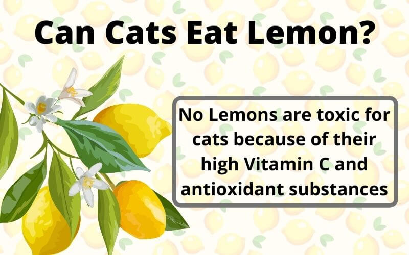 Can Cats Eat Lemon