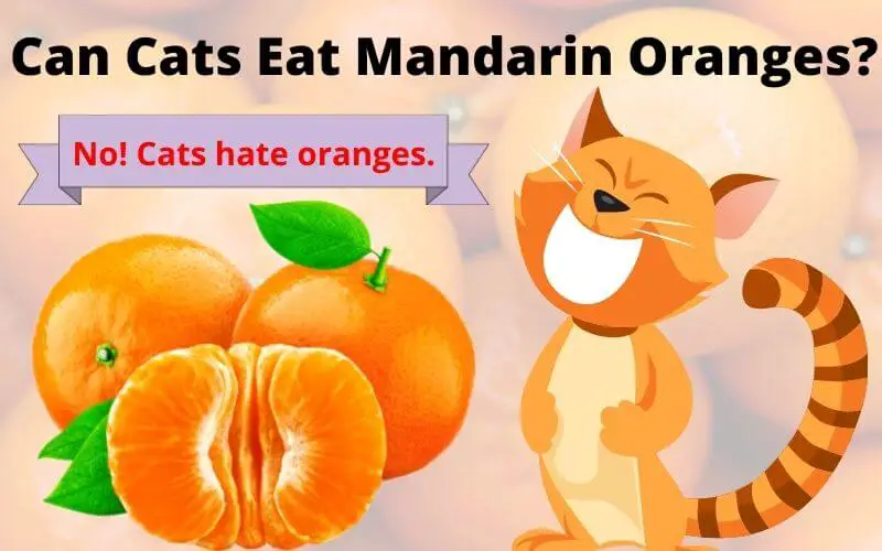 Can Cats Eat Mandarin Oranges?