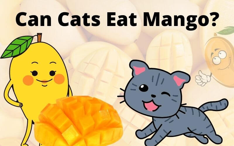 Can Cats Eat Mango