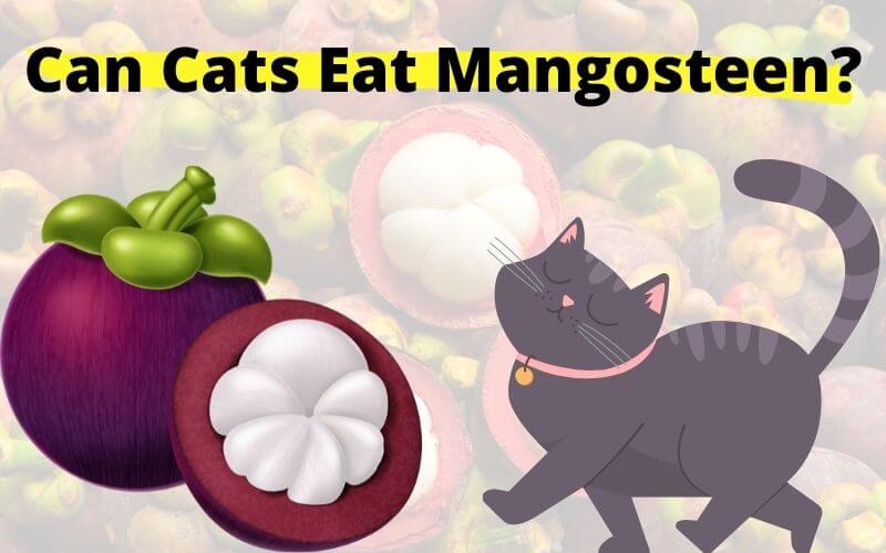 Can Cats Eat Mangosteen