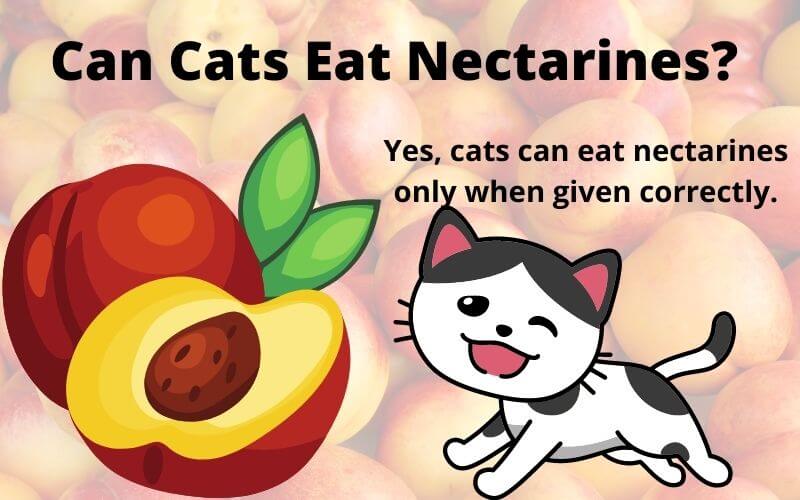 Can Cats Eat Nectarines