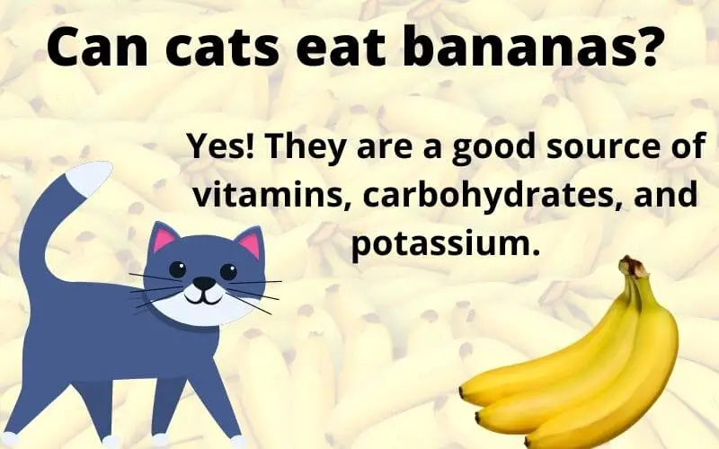 Can cats eat bananas