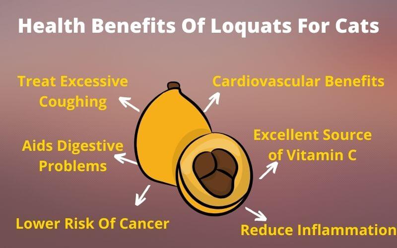 Health Benefits Of Loquats For Cats