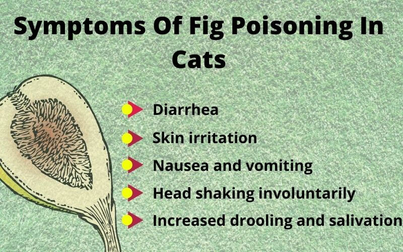 Symptoms Of Fig Poisoning In Cats