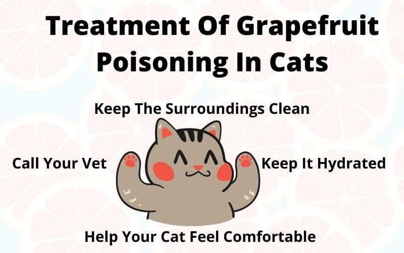 Treatment Of Grapefruit Poisoning In Cats
