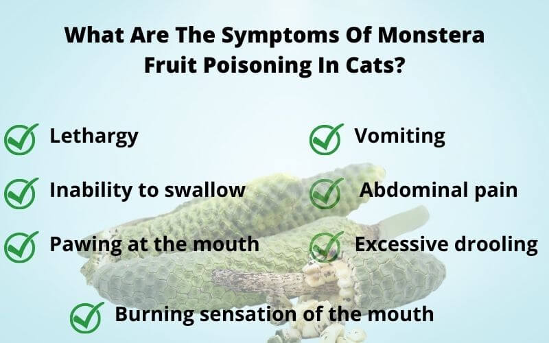 What Are The Symptoms Of Monstera Fruit Poisoning In Cats