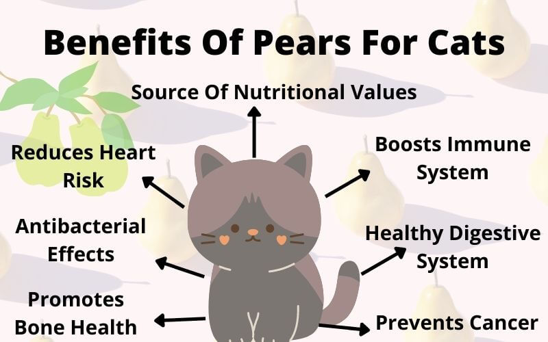 Benefits Of Pears For Cats