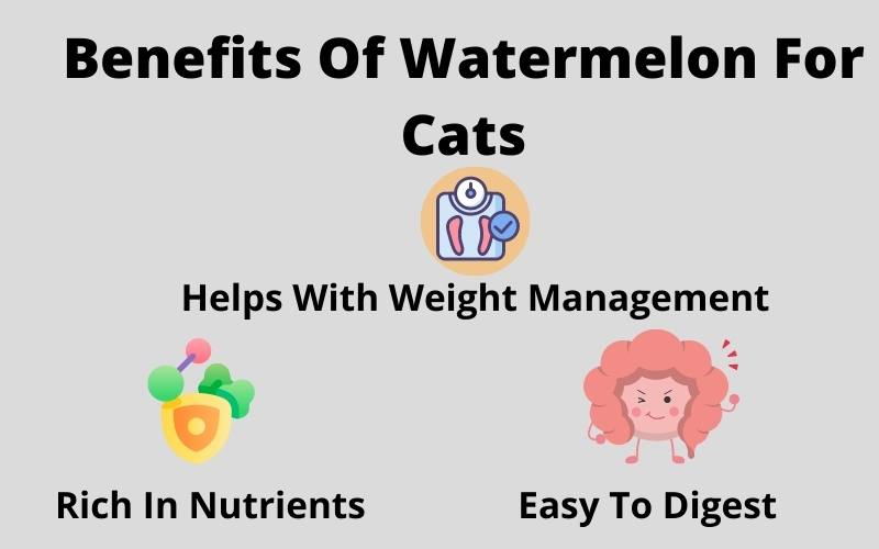 Benefits Of Watermelon For Cats