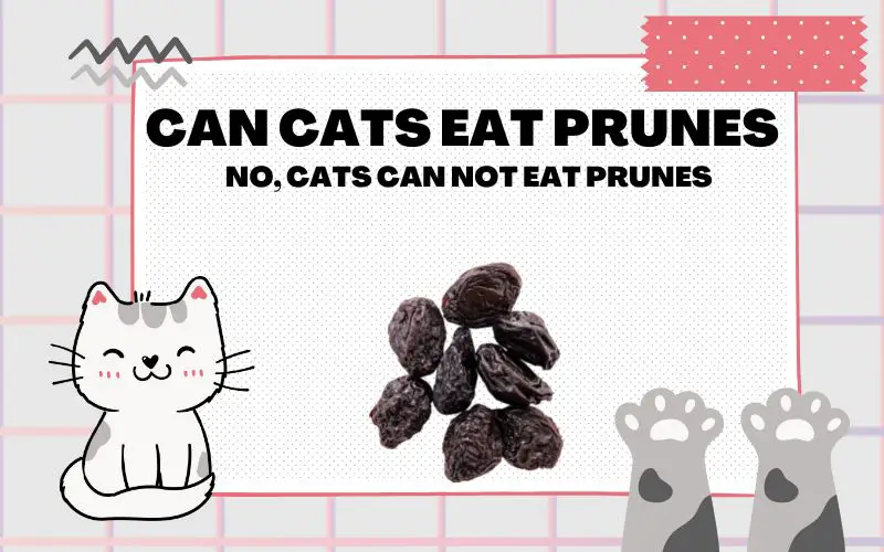 Can Cats Eat Prunes