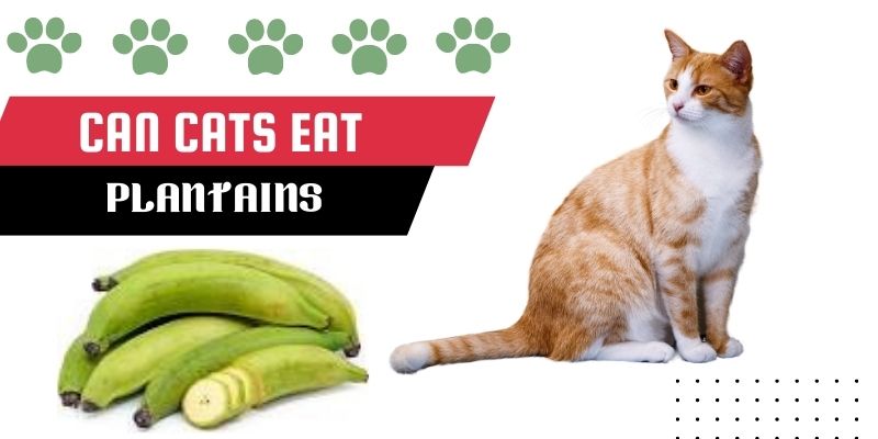 Can Cats Eat Plantain