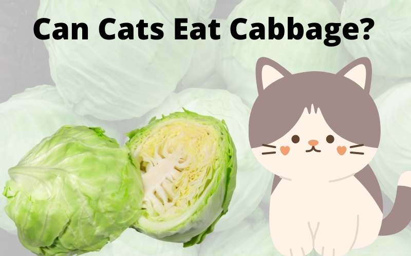 Can Cats Eat Cabbage