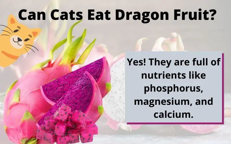 Can Cats Eat Dragon Fruit